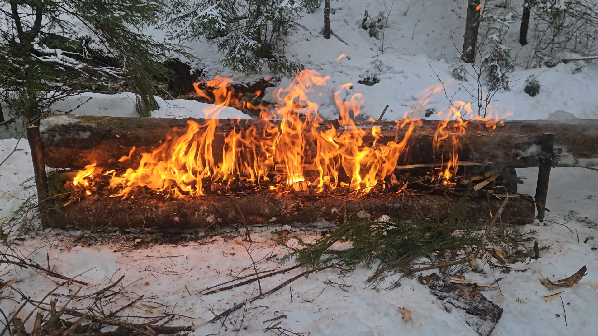 'Testul de Iarnă în Poiana Magică' de Mihai Cosca